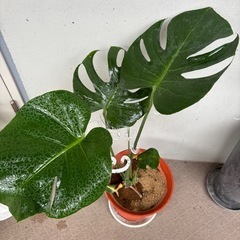 【観葉植物】元気なモンステラの画像
