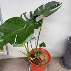 【観葉植物】元気なモンステラの画像