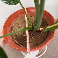 【観葉植物】元気なモンステラの画像