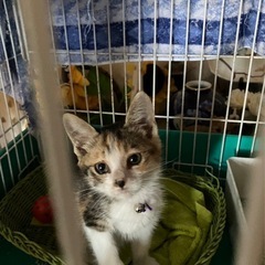 キジミケ女の子　里親さん決定！