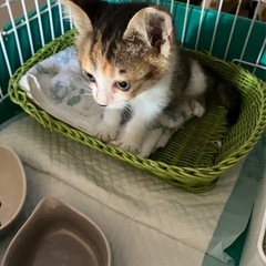 キジミケ女の子　里親さん決定！ - 猫