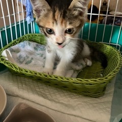 キジミケ女の子　里親さん決定！ − 富山県