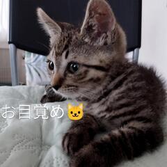 生後2ヶ月　甘えん坊な(男の子♂) です。"(-""-)"