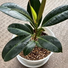 【観葉植物】フィカス･エラスティカ・メラニー(ゴムの木)の画像