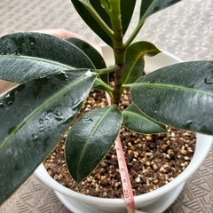 【観葉植物】フィカス･エラスティカ・メラニー(ゴムの木)の画像