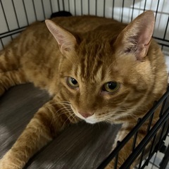 里親募集　大きな茶トラの男の子　