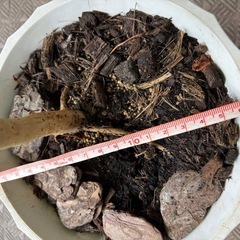 【観葉植物】元気なウンベラータの画像