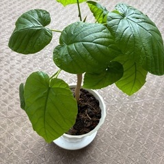 【観葉植物】元気なウンベラータの画像