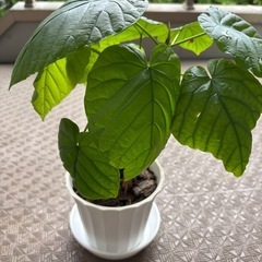 【観葉植物】元気なウンベラータの画像