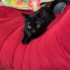 黒猫オス4才