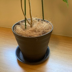 ウンベラータ　曲がり木の画像