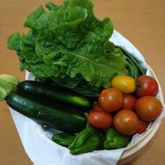 採れたて野菜　5種類の画像