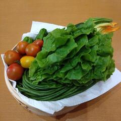 採れたて野菜　5種類の画像