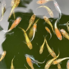 メダカ　サンシャイン　1ペアの画像