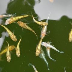 メダカ　サンシャイン　1ペアの画像