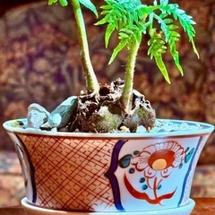 観葉植物　リュウビンタイ　高さ18cm　おしゃれな鉢付きの画像