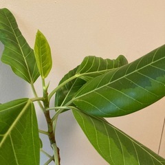 ゴムの木の画像