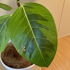 ゴムの木の画像