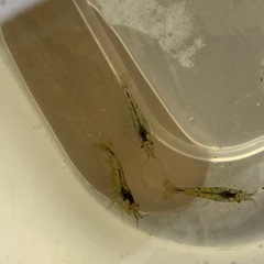 ミナミヌマエビ　15匹