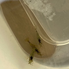 ミナミヌマエビ　15匹の画像