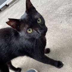 黒猫 エイズキャリア  約一才