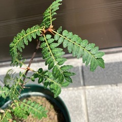 ②　サンショ　山椒の画像