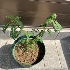 ②　サンショ　山椒の画像