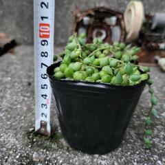 グリーンネックレス　多肉植物　1カップの画像