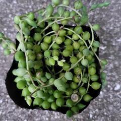 グリーンネックレス　多肉植物　1カップの画像