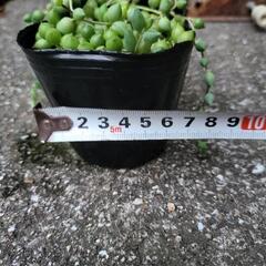 グリーンネックレス　多肉植物　1カップの画像