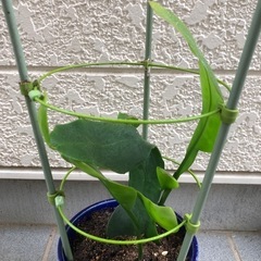月下美人の苗