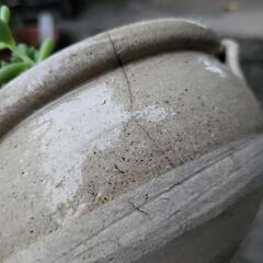 多肉植物　鉢付きの画像