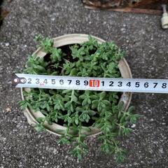 多肉植物　鉢付きの画像