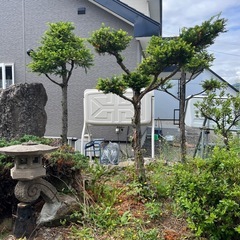【無料】おんこの木の画像