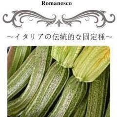 無農薬☆自然栽培 ズッキーニ ロマネスコの苗の画像