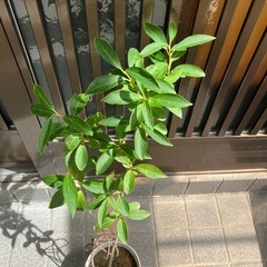 ①　レンギョの画像