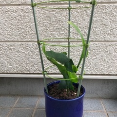 月下美人の苗の画像