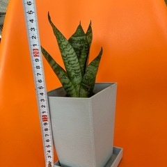 虎の尾