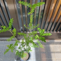 ④ シマトネリコ　　80センチの画像