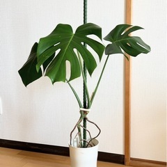 モンステラ　植物、観葉植物の画像