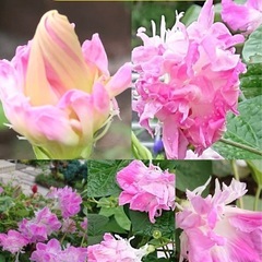 この花はなんですか❓と評判の 八重咲朝顔スプリットペタル 