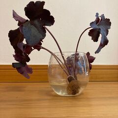 【無料】園芸で増えた苗を差し上げますの画像
