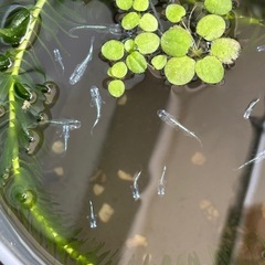 緑光黒百式ラメ5月頭〜6月産まれの子の画像