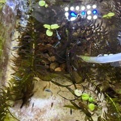 緑光黒百式ラメ5月頭〜6月産まれの子の画像