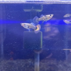 ダンボグッピー2ペア！の画像
