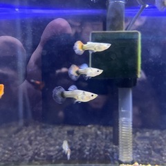 ダンボグッピー2ペア！の画像