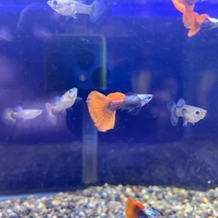 ダンボグッピー2ペア！の画像