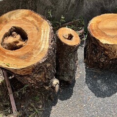 薪ストーブ用の薪・DIY原木・彫刻・活用など・松の木の画像