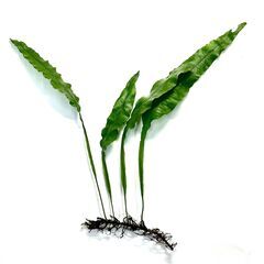 沖縄産ヘラシダ　1株　山野草　湿生植物　熱帯植物　観葉植物の画像