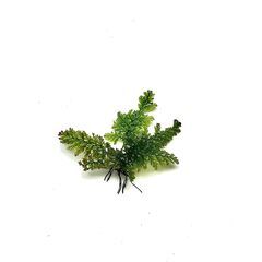 沖縄産コケシノブ科不明種　5株　山野草　湿生植物　熱帯植物　観葉植物の画像